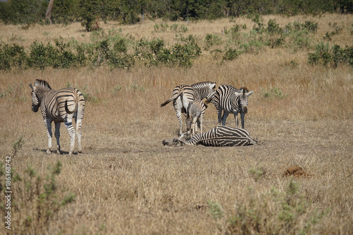 African Burchell Zebra in the wilderness playing