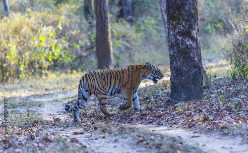 Bengal Tiger    Panthera tigris    walking to right with mouth open showing teeth. Bandhavgarh National Park  India
