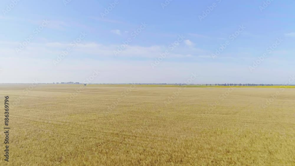 Flight over wheat or rye field aerial view 4k video. Harvest agriculture farm rural landscape. Horizon blue clear sky Flight over wheat or rye field aerial view 4k video. Harvest agriculture farm rural landscape. Horizon blue clear sky