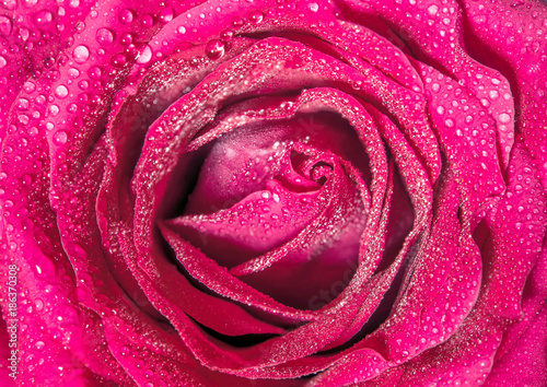 Sweet color of pink rose   Romance color natural floral background