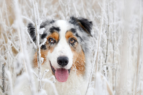 Portrait von einem hübschen Australian Shepherd Hund im Winter zwischen Gräsern mit Raureif