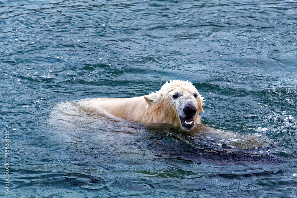 Fototapeta premium Polar bear