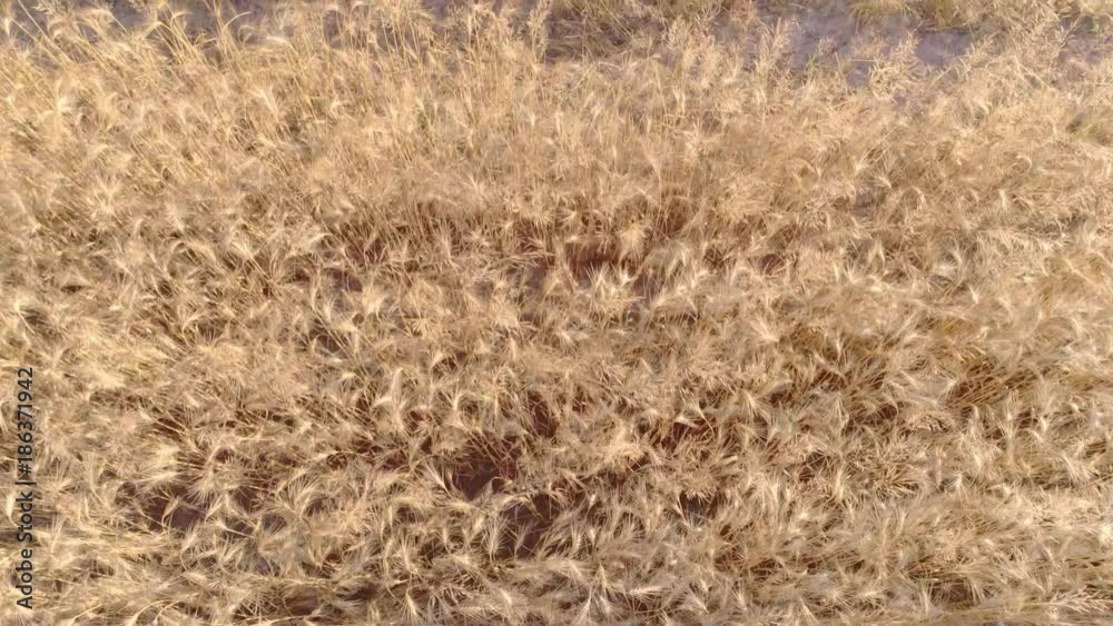 Flight over wheat or rye field aerial top view 4k video. Harvest agriculture farm rural landscape. 
