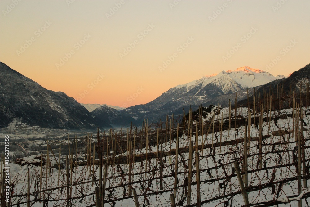 sunrise vineyard