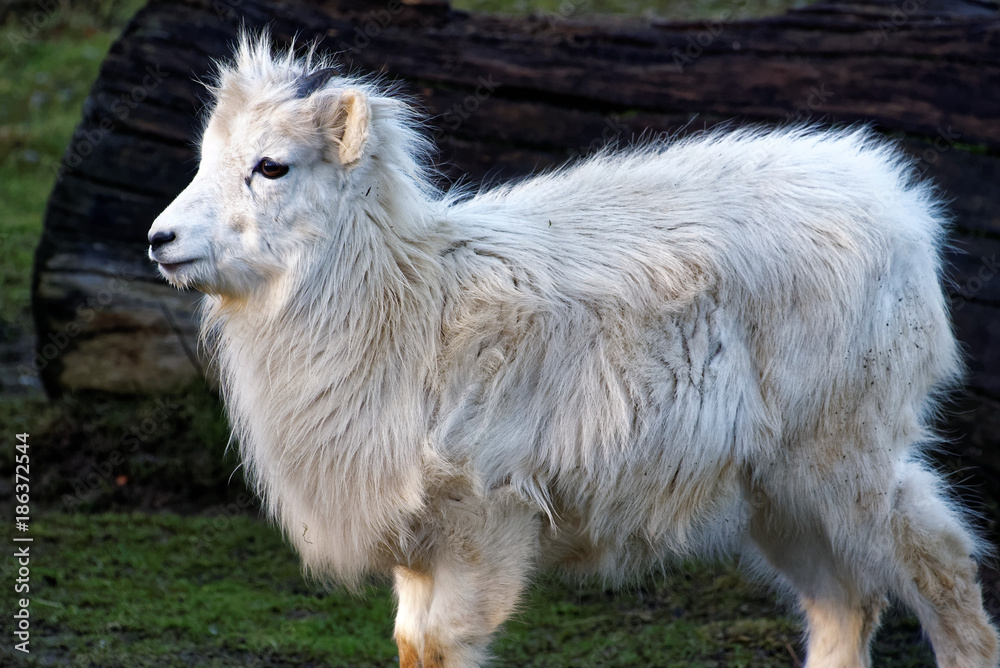 Obraz premium The thinhorn sheep