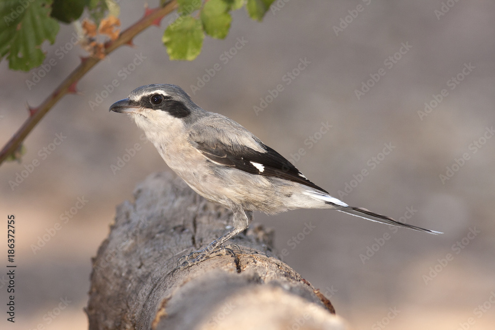 Fototapeta premium Lanius excubitor