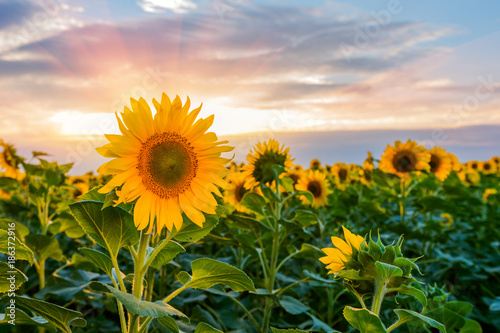 Fototapeta Naklejka Na Ścianę i Meble -  Beautiful sunflowers in the field natural background