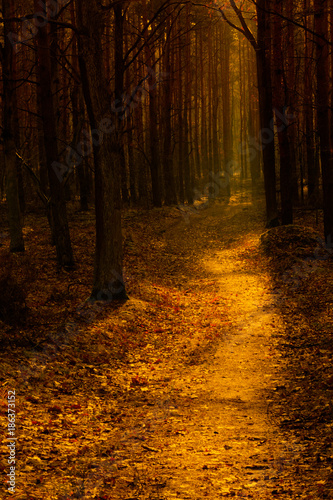 Forest path in the warm autumn light
