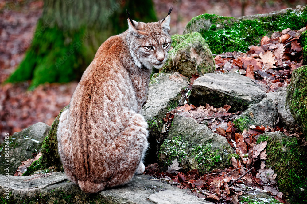 Obraz premium luchs