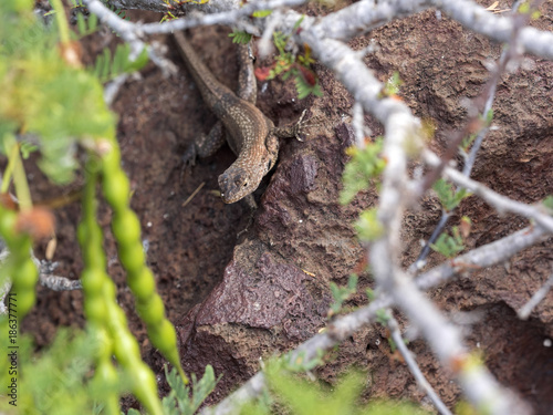 Galapagos lava lizard, Microlophus albemarlensis, is endemic to the Galapagos island.  Baltra Island, Galapagos photo