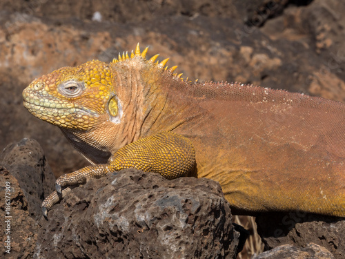 Portrait of a large male Galapagos Land Iguana, Conolophus subcristatus, Baltra Island, Galapagos photo