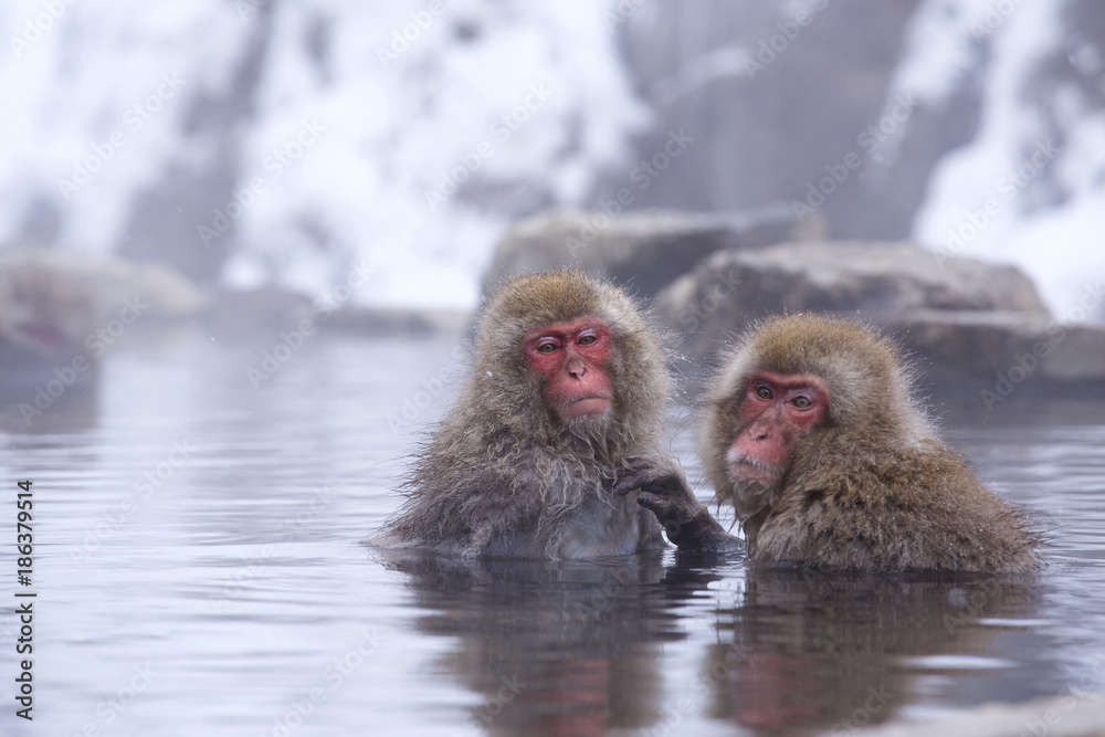 Obraz premium Śnieżna małpa wjeżdża do Jigokudani Onsen