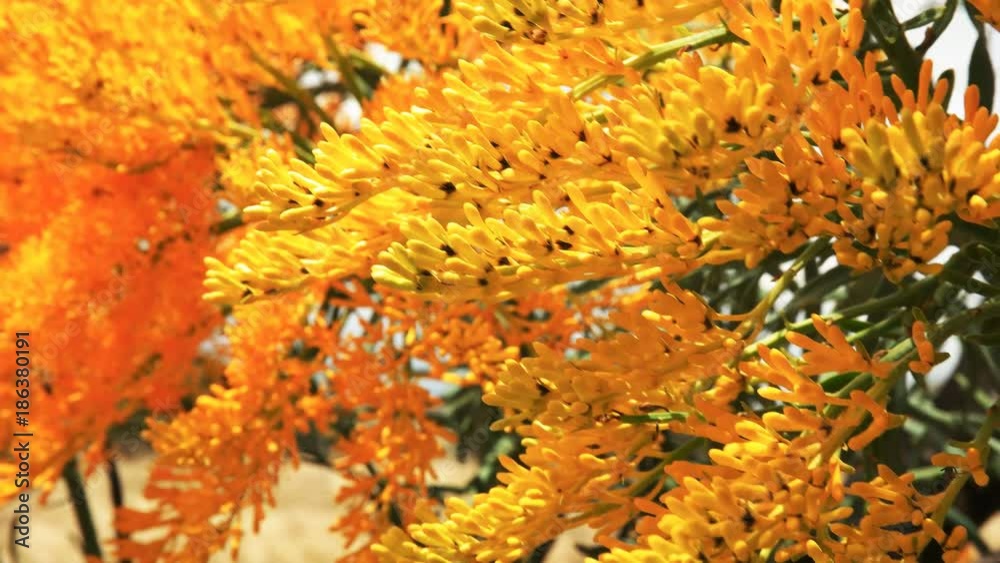 close up of a western australian christmas tree (Nuytsia floribunda) with its bright yellow flowers close up of a western australian christmas tree (Nuytsia floribunda) with its bright yellow flowers