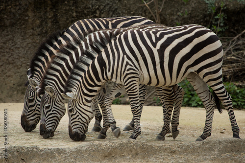 Zebrastreifen