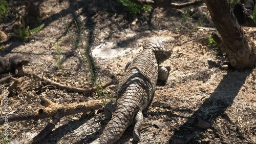 a western australian shingleback lizard on the ground photo