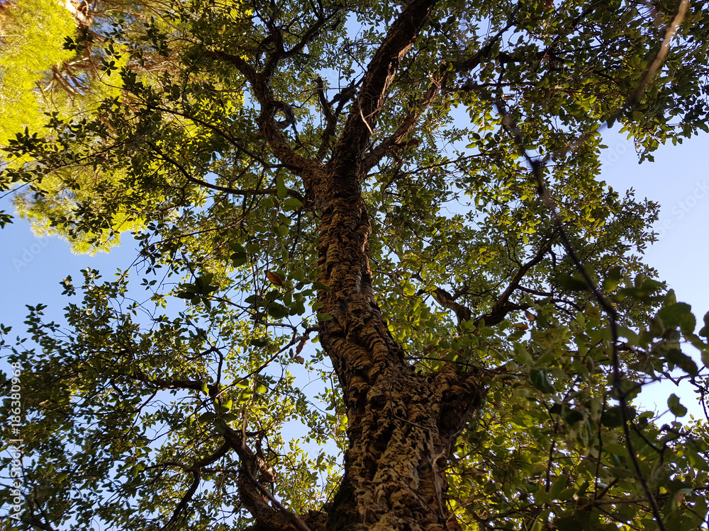 Fototapeta premium Alberi