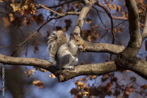 Grey Squirrel (Sciurus carolinensis)