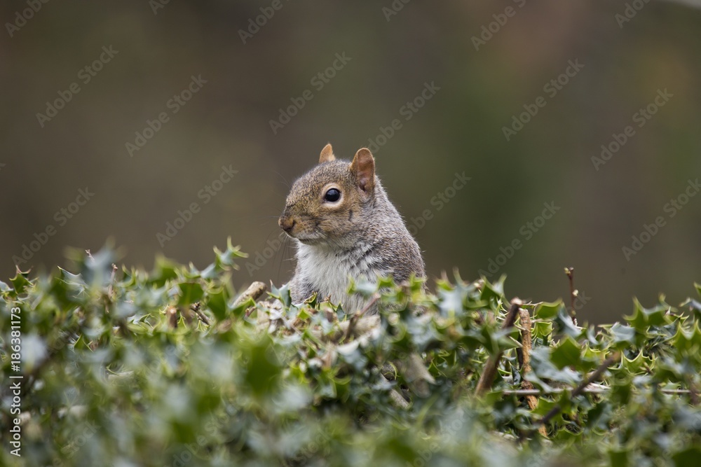 Grey Squirrel (Sciurus carolinensis) Grey Squirrel (Sciurus carolinensis)