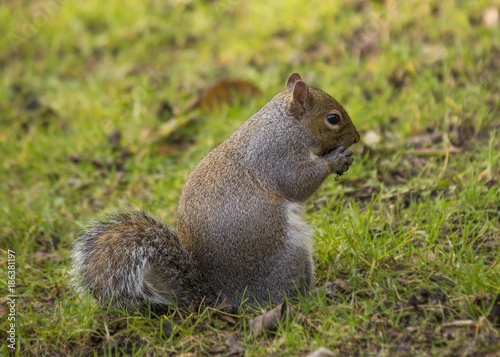 Grey Squirrel (Sciurus carolinensis)