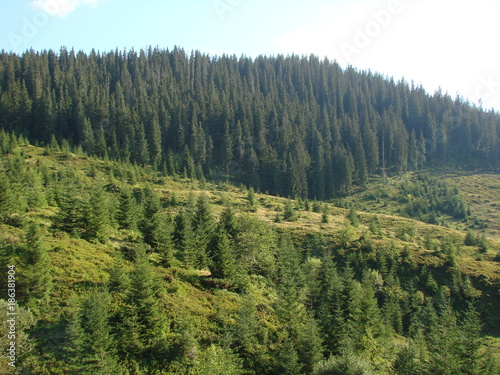 the wild nature of the mountain forests of the Ukrainian Carpathians.