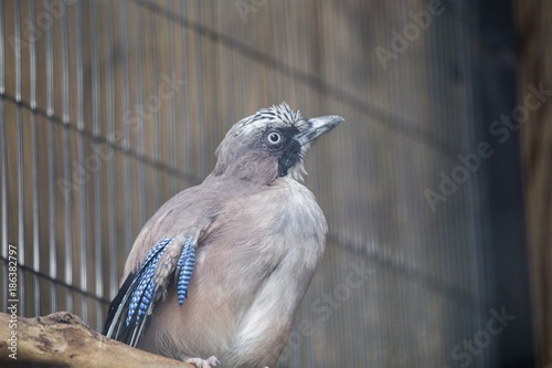 Eurasian Jay (Garrulus glandarius) photo