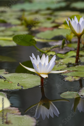 Waterlily on a lake. Water lilies are are family of aquatic flowering plants, called nymphaeaceae.