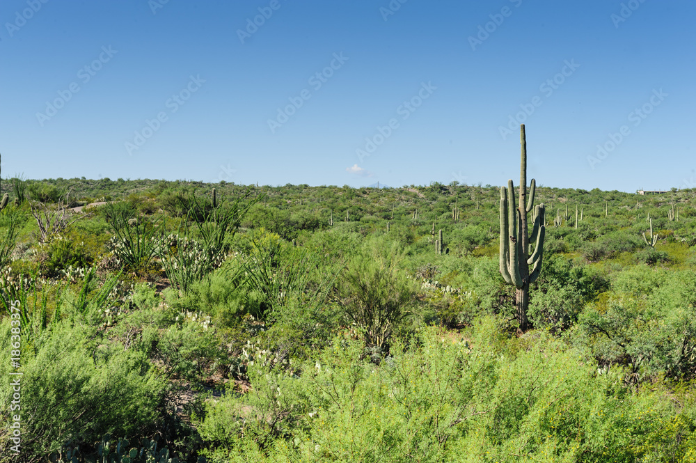 Giant Saguaro in Southern Arizon