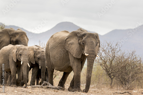 Elephants in Kruger Park