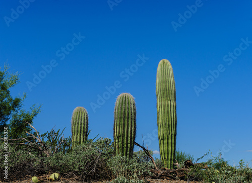 Giant Saguaro in Southern Arizon