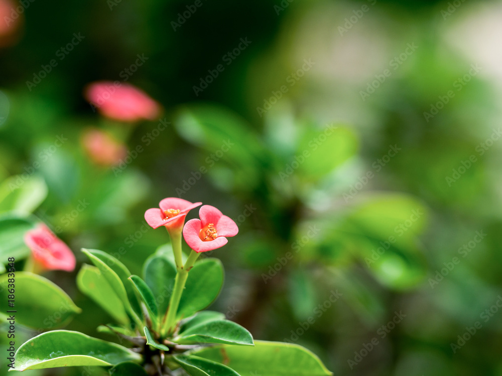 Closeup Pink flowers (Poi Sian flowers) blooming with green leaf.