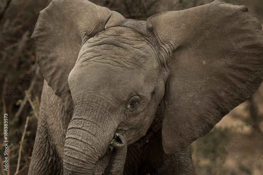 Naklejka premium Elephants in Kruger Park