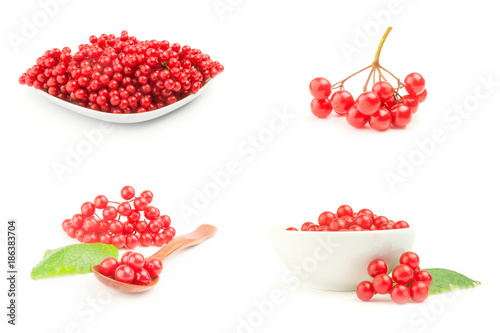 Set of arrowwood berries close-up isolated on white background