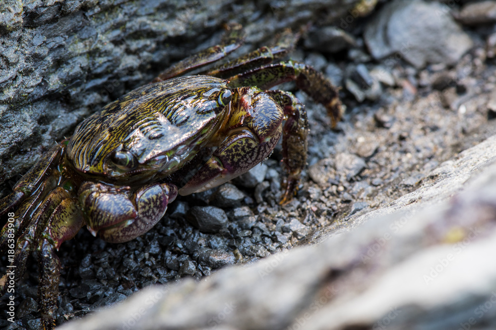 Small Crab Hides in Crack of Rock Small Crab Hides in Crack of Rock