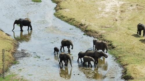 Elephant walking along riverbed 01