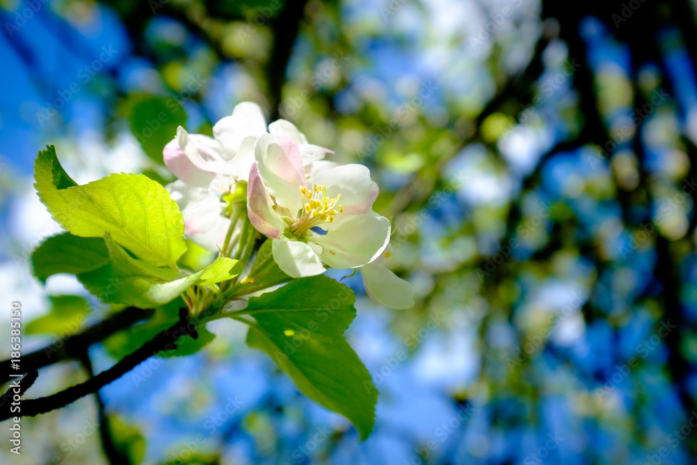Obraz premium Blossom of an Apple Flower