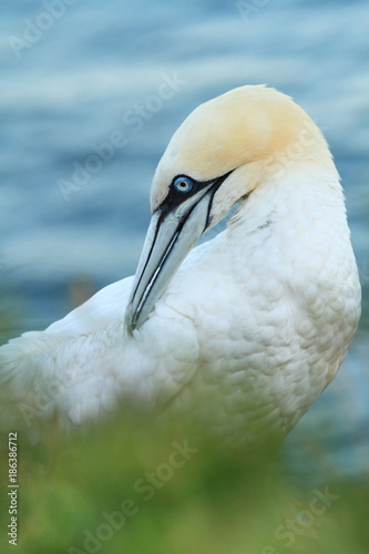 Morus bassanus. Helgoland. Photographed in the North Sea. The wild nature of the North Sea. Bird on the Rock. Northern Gannet. The North Sea. 