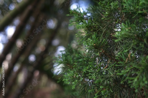 Pine Tree