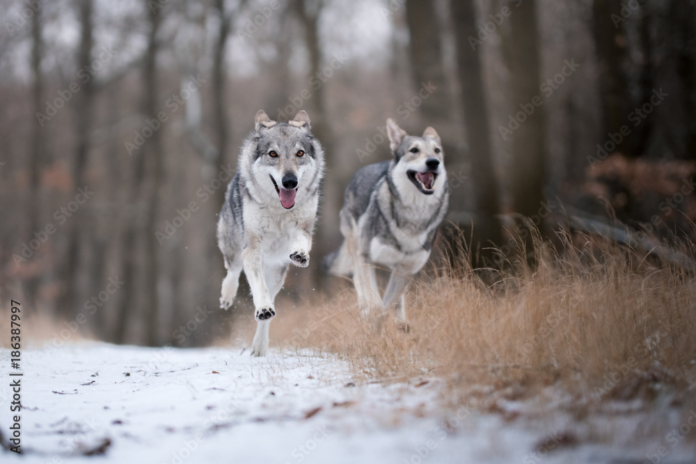 wolves in forrest in winter on snow