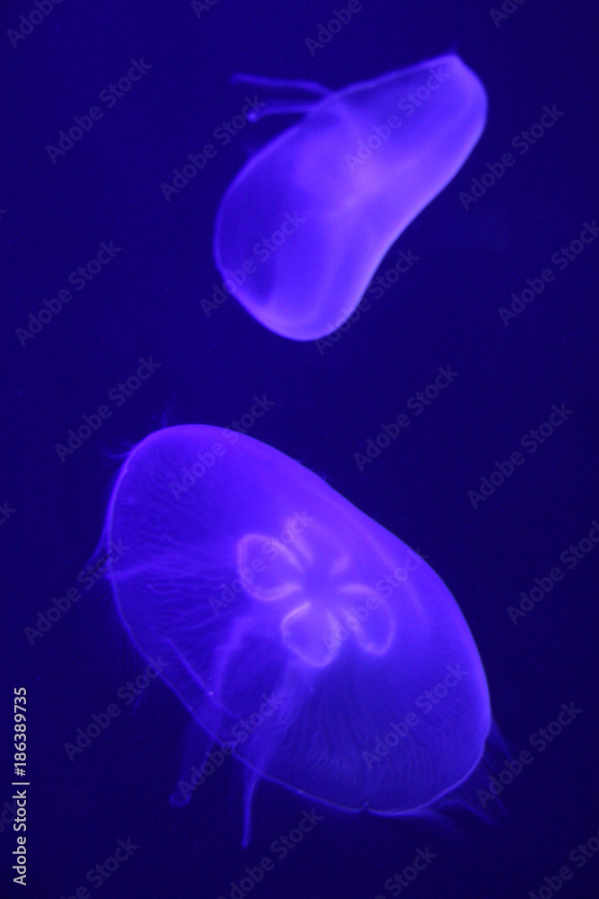 Jellyfish in the tank Jellyfish in the tank