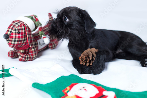 The Belgian Griffon photo