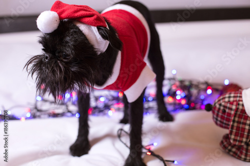 The Belgian Griffon in a suit of Santa Claus photo