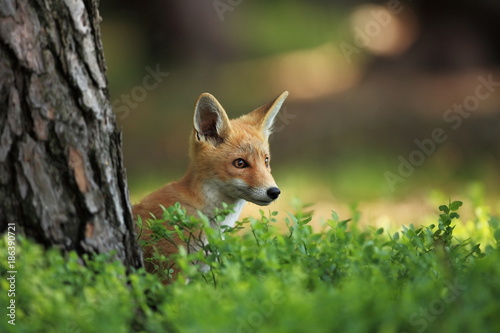 Vulpes vulpes. The animal is widespread throughout Europe. The wild nature of Europe. Autumn colors in the photo. Beautiful photo. Fox and orchid. Nature Czech.