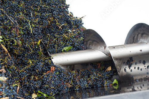 grape processing with a machine photo