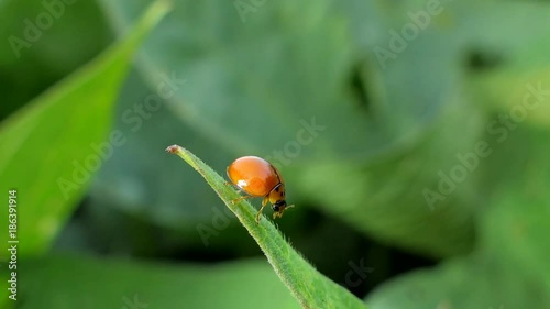 Ladybug (Micraspis discolor) is natural enemies of insect pest on leaves in tropical rain forest. photo