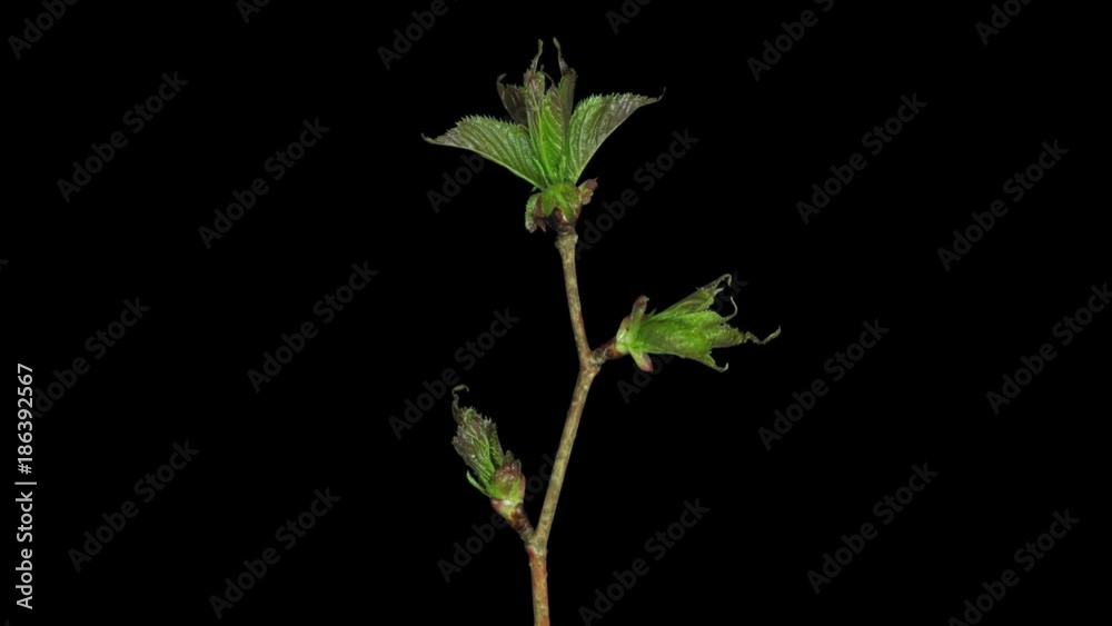 Time-lapse of blooming apple paradise branch 5x1 in PNG+ format with ALPHA transparency channel isolated on black background Time-lapse of blooming apple paradise branch 5x1 in PNG+ format with ALPHA transparency channel isolated on black background