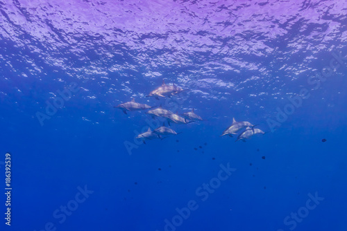 Dolphins at the Surface