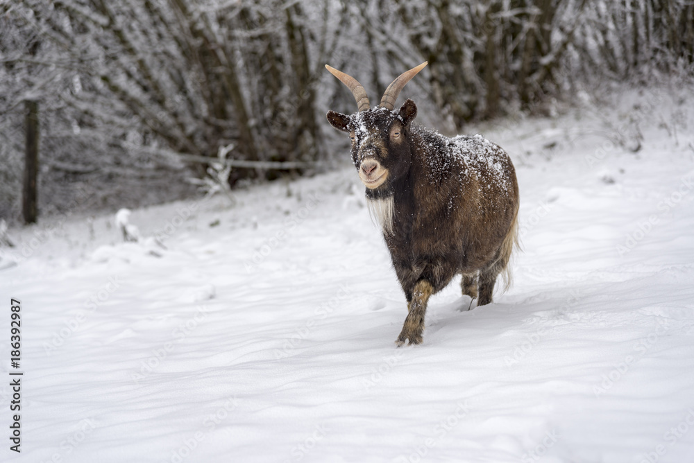 Brown horned sheep walking on the snow looking for fresh grass to eat in the mountain