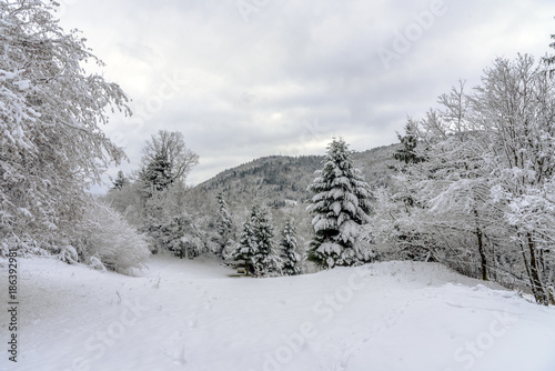 Mosellan forest of pine trees, Christmas trees covered by a white and freshly fallen during the winter season, France