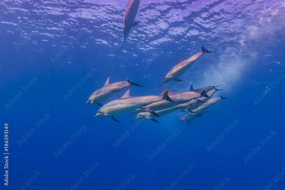 Fototapeta premium Dolphin Pod