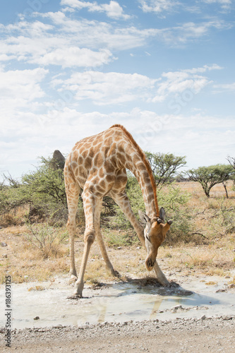 Giraffe bending down to drink in Etosha National Park, Namibia